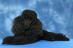 lying Miniature Poodle