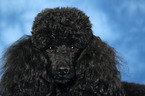 Miniature Poodle Portrait
