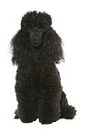 sitting Miniature Poodle