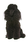sitting Miniature Poodle