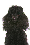 Miniature Poodle Portrait