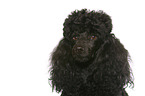 Miniature Poodle Portrait