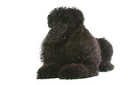 lying Miniature Poodle