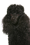 Miniature Poodle Portrait