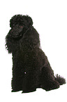 sitting Miniature Poodle