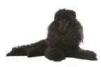 lying Miniature Poodle