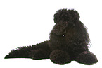 lying Miniature Poodle