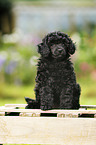 Miniature Poodle Puppy