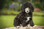 Miniature Poodle Puppy
