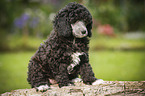 Miniature Poodle Puppy
