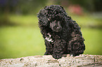 Miniature Poodle Puppy