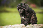 Miniature Poodle Puppy