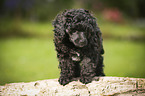 Miniature Poodle Puppy