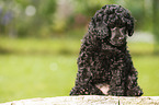 Miniature Poodle Puppy