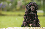 Miniature Poodle Puppy