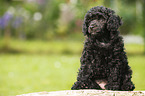 Miniature Poodle Puppy