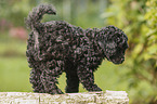 Miniature Poodle Puppy