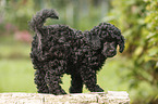 Miniature Poodle Puppy