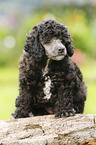Miniature Poodle Puppy