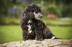 Miniature Poodle Puppy