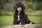 Miniature Poodle Puppy