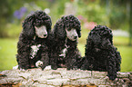 Miniature Poodle Puppies