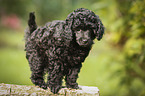 Miniature Poodle Puppy