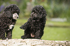 Miniature Poodle Puppies