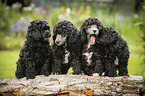 Miniature Poodle Puppies