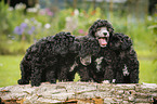 Miniature Poodle Puppies