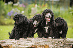 Miniature Poodle Puppies