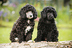 Miniature Poodle Puppies