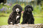 Miniature Poodle Puppies
