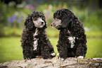 Miniature Poodle Puppies