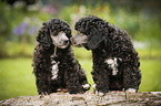 Miniature Poodle Puppies