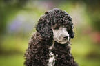 Miniature Poodle Puppy