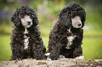 Miniature Poodle Puppies