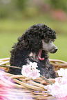 Miniature Poodle Puppy