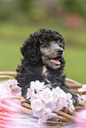 Miniature Poodle Puppy