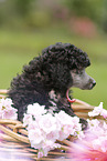 Miniature Poodle Puppy