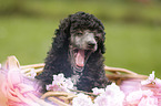 Miniature Poodle Puppy