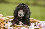 Miniature Poodle Puppy