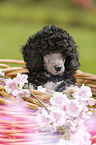Miniature Poodle Puppy