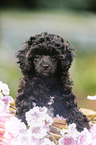 Miniature Poodle Puppy