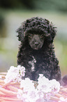 Miniature Poodle Puppy