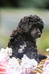 Miniature Poodle Puppy