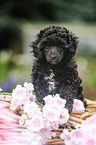 Miniature Poodle Puppy