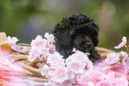 Miniature Poodle Puppy