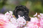 Miniature Poodle Puppy
