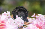 Miniature Poodle Puppy